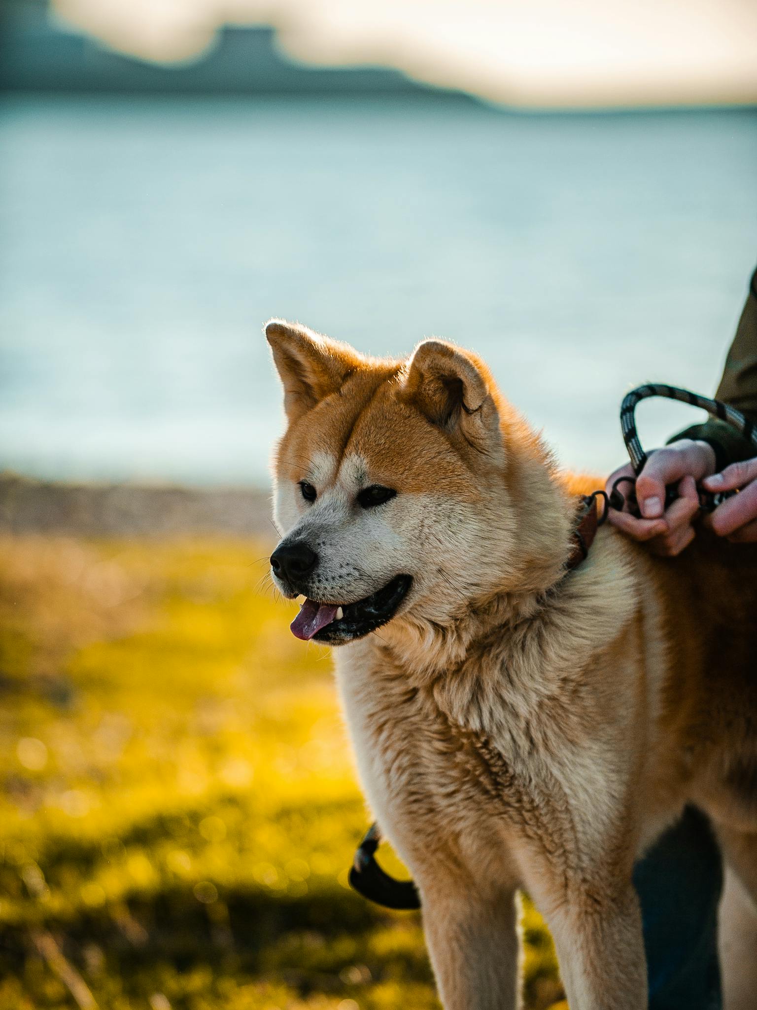 A beautiful Akita dog on a leash enjoys a sunny walk by the seaside, showcasing its fluffy fur and friendly demeanor.