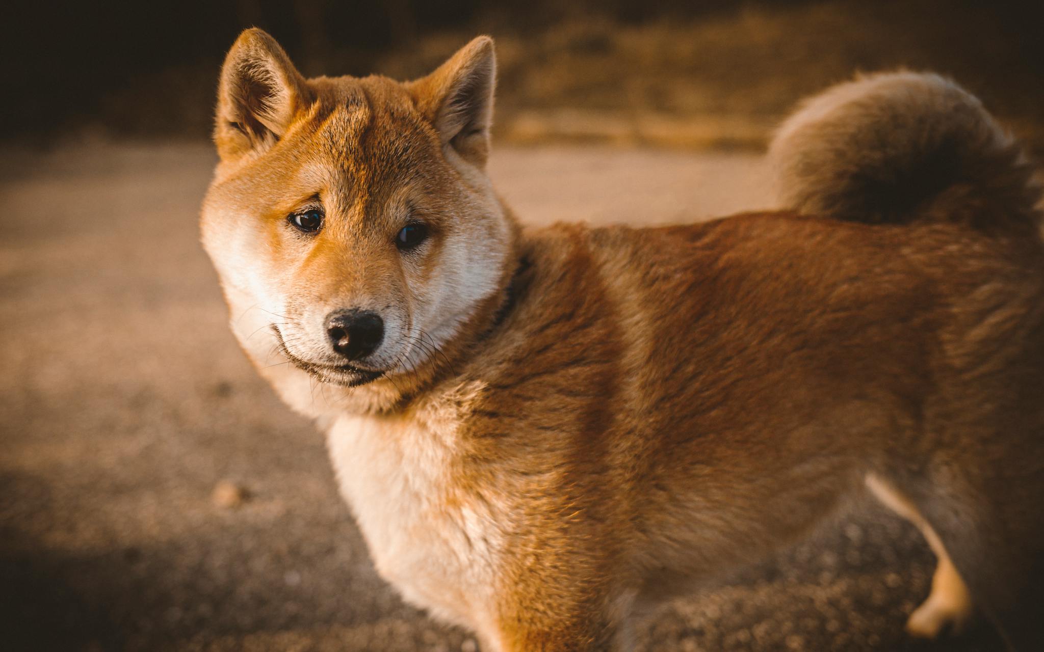 Charming Shiba Inu dog gazing attentively, showcasing fluffy fur in a natural setting.