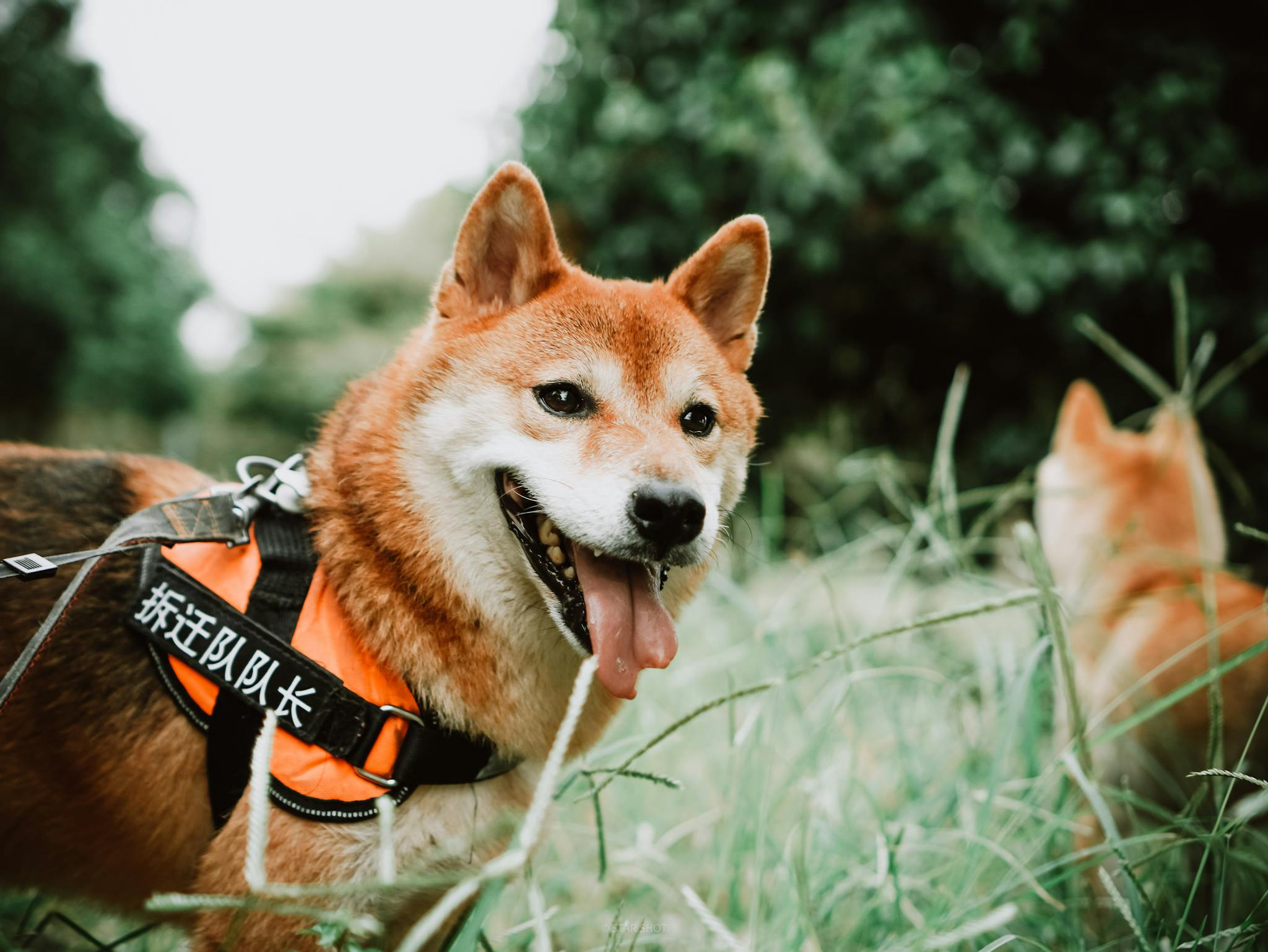 Energetic Shiba Inu dog enjoying a bright day outdoors, wearing an orange harness.