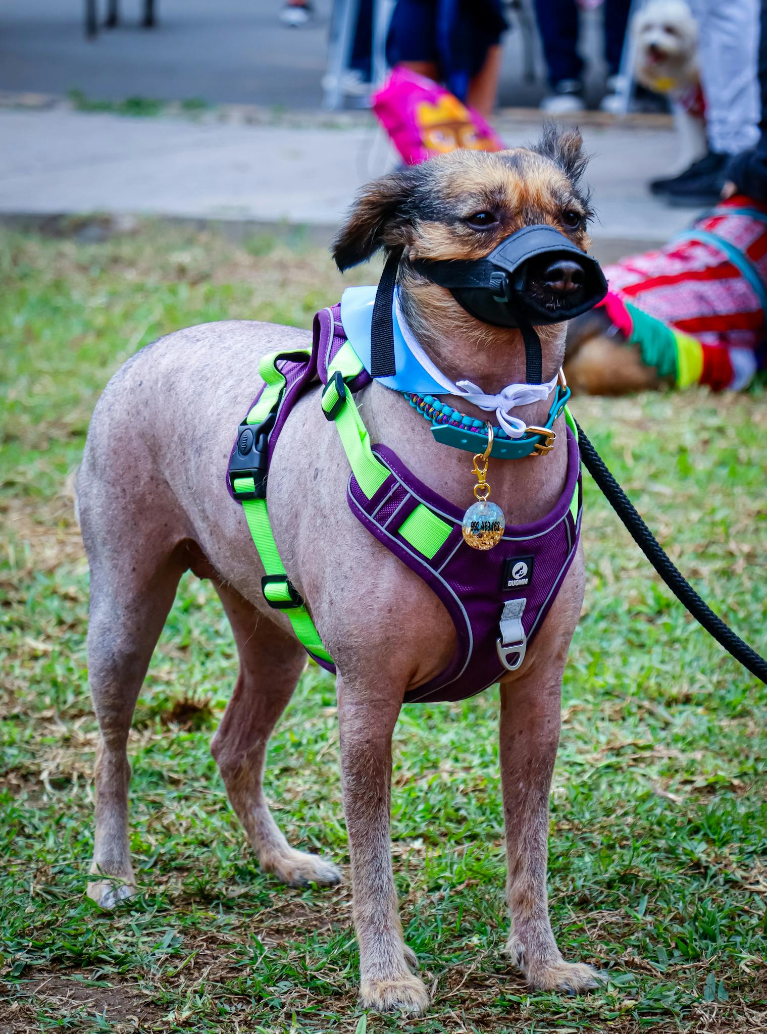 Peruvian dog wearing a muzzle and harness at an outdoor event in Callao Region, Peru.