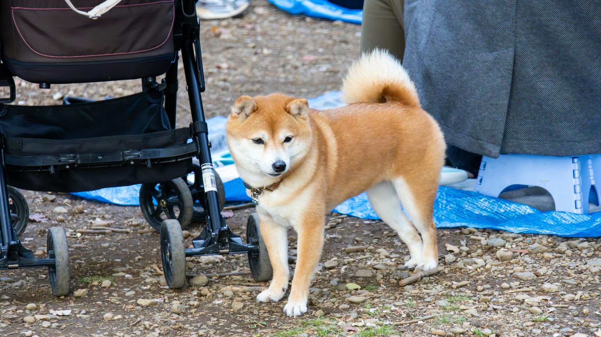 Shiba Inu dog standing beside a stroller outdoors, creating a cozy park scene.