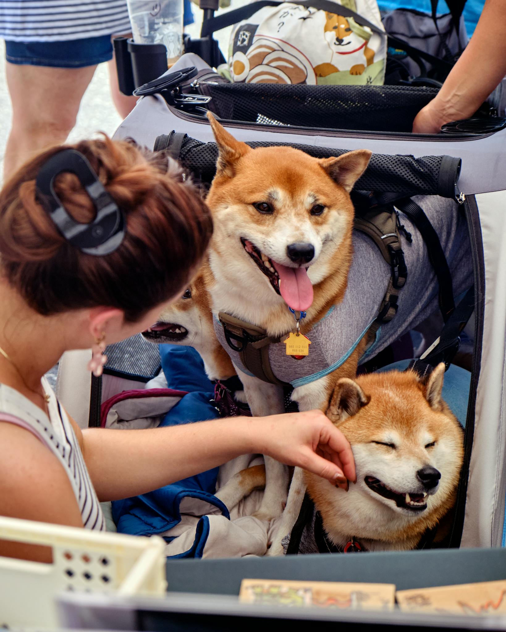 Two Shiba Inus enjoying a ride in a dog stroller while a woman gently pets them.